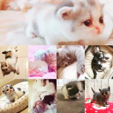レクラールヴァリエ