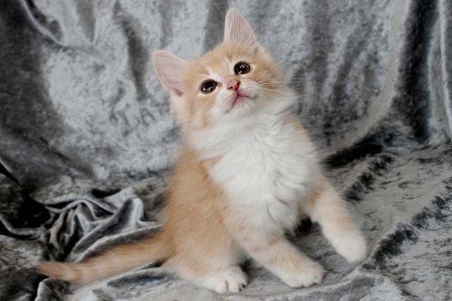 ノルウェージャンフォレストキャット