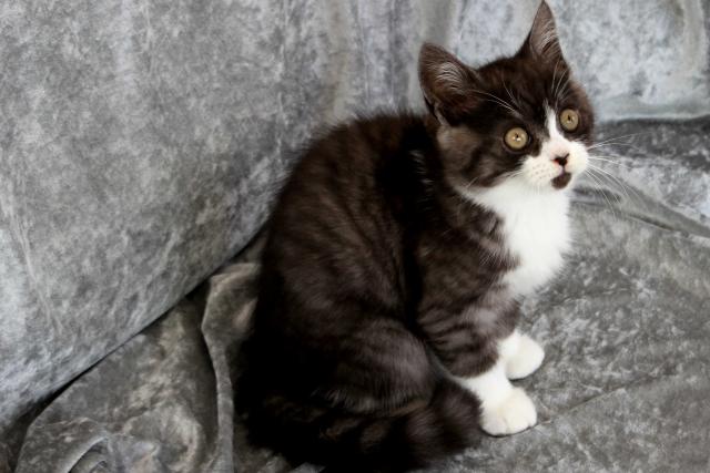 スコティッシュフォールド