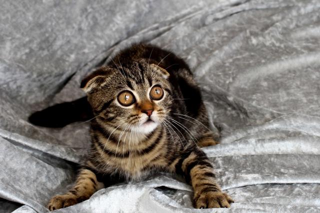 スコティッシュフォールド