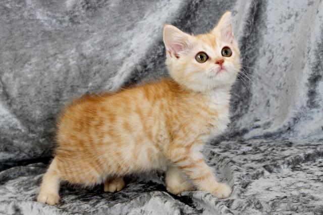 スコティッシュフォールド