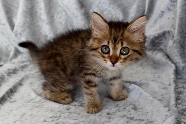 ミヌエット(旧ナポレオン)