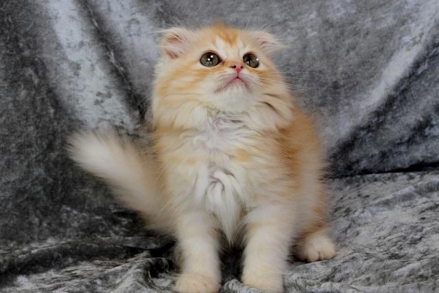 スコティッシュフォールド