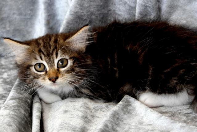 ノルウェージャンフォレストキャット