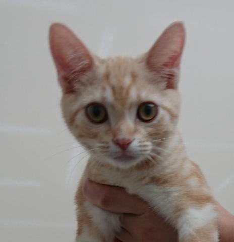 アメリカンショートヘアー