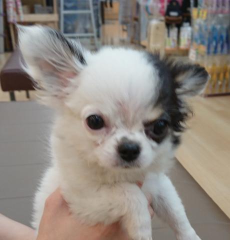 チワワ（ロングコート）