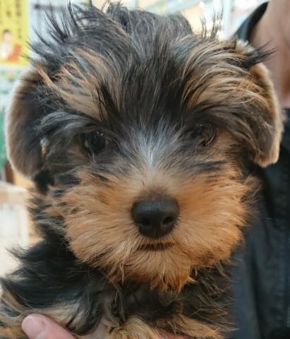 ヨークシャーテリア