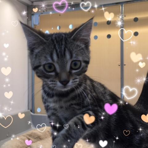 アメリカンショートヘアー