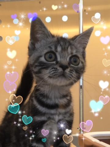 スコティッシュフォールド