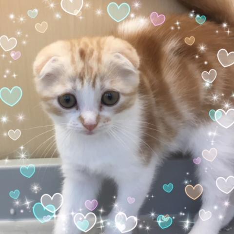 スコティッシュフォールド