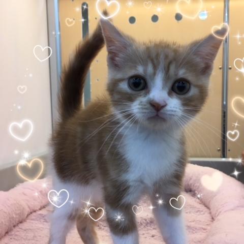 スコティッシュフォールド