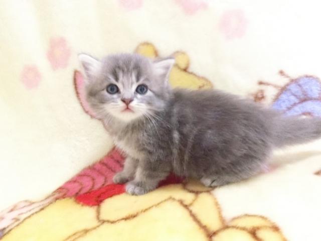 スコティッシュフォールド
