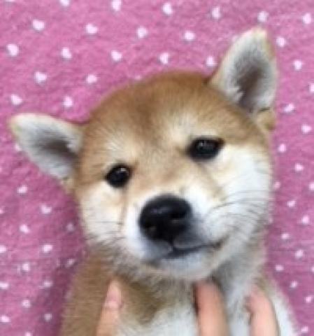 柴犬