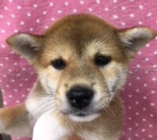 柴犬