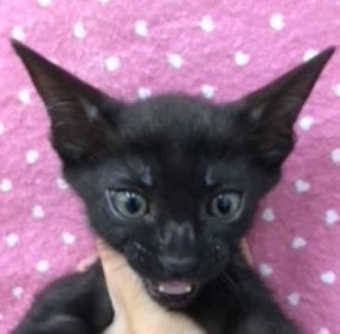 ベンガル