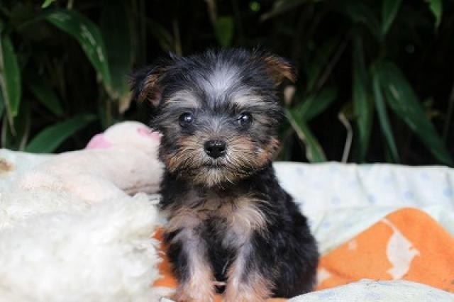 ヨークシャーテリア