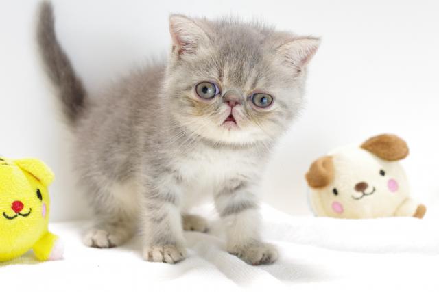 エキゾチックショートヘアー