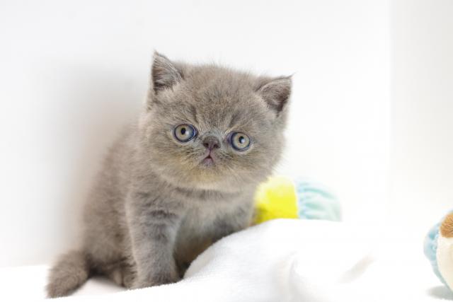 エキゾチックショートヘアー