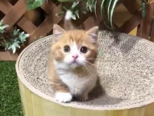 マンチカン