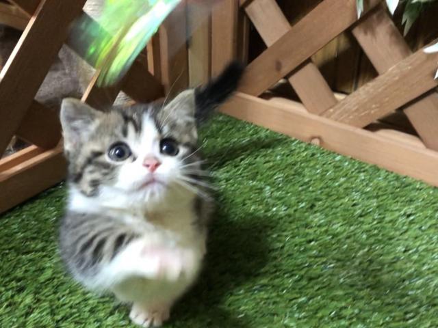 マンチカン