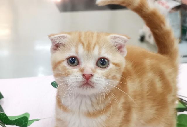 スコティッシュフォールド　☆垂れ耳にゃんこ☆