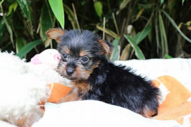 ヨークシャーテリア