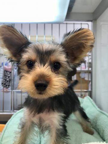 ヨークシャーテリア