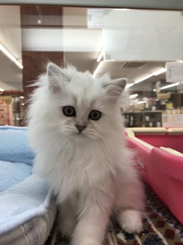 ペルシャ・ヒマラヤン