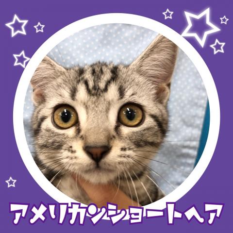 アメリカンショートヘアー
