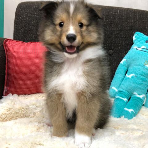 シェットランドシープドッグ