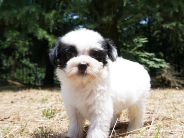 チャイニーズクレステッドドッグ