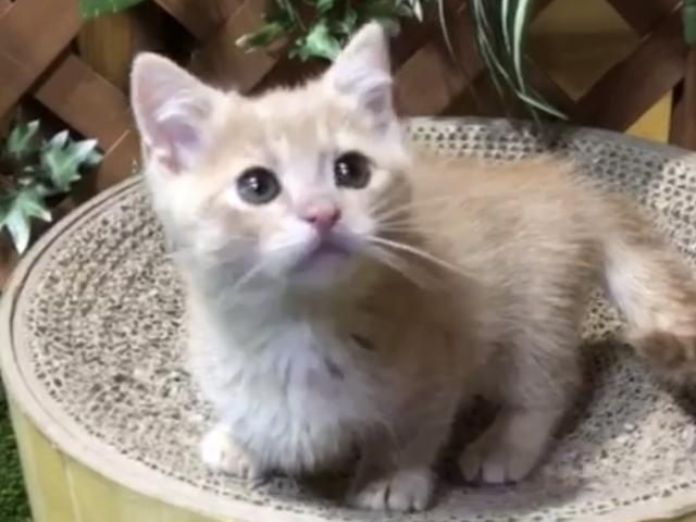 マンチカン
