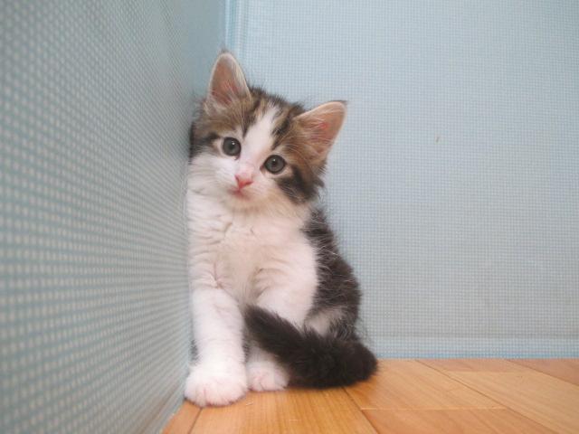 ノルウェージャンフォレストキャット