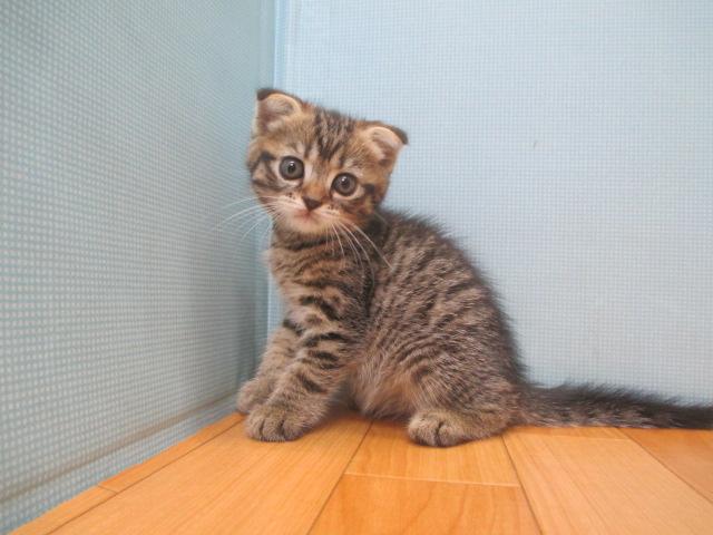 スコティッシュフォールド