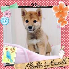 柴犬