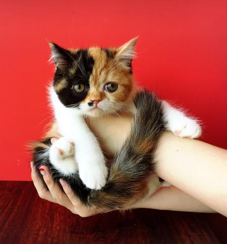 エキゾチックショートヘアー