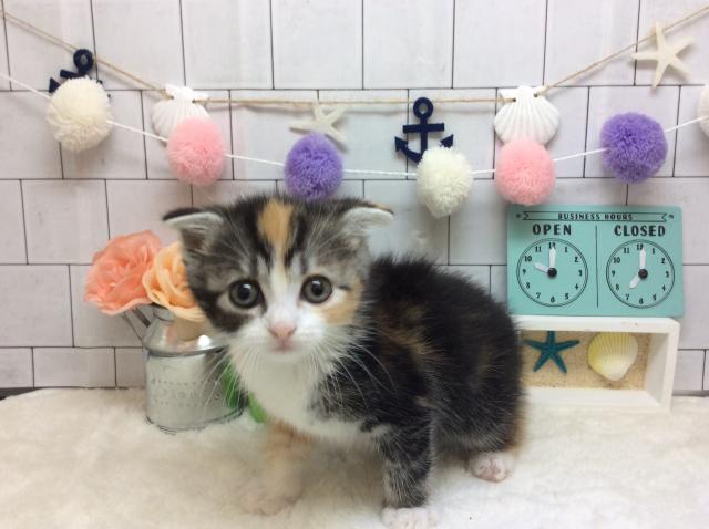 スコティッシュフォールド