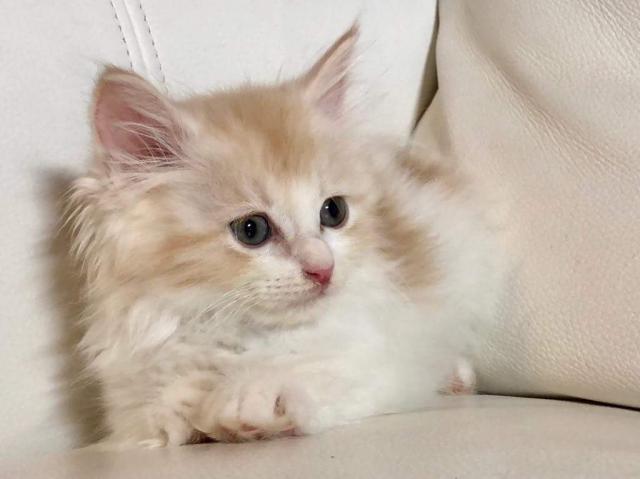 ふわふわロングのマンチカン