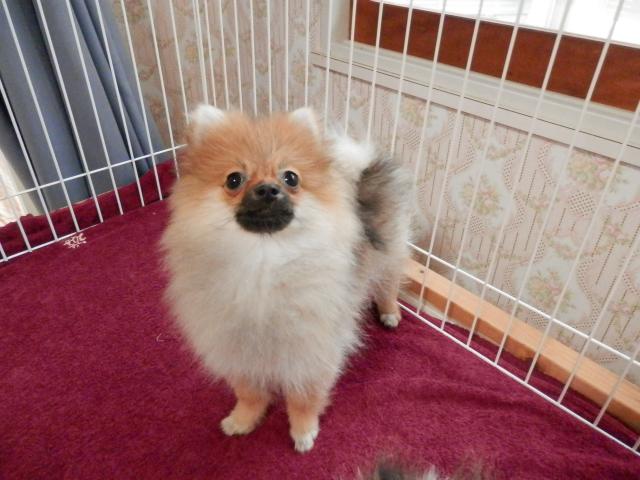 ポメラニアン
