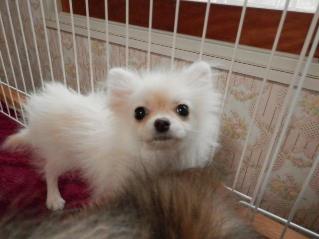 ポメラニアン