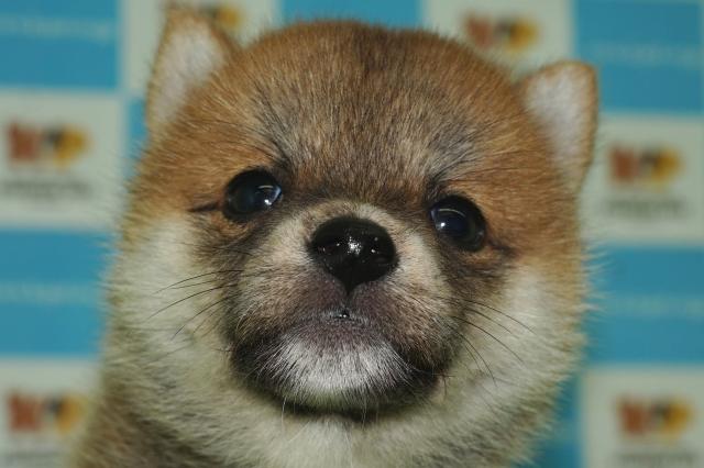 柴犬(18310)