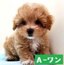 MIX(雑種)マルプー