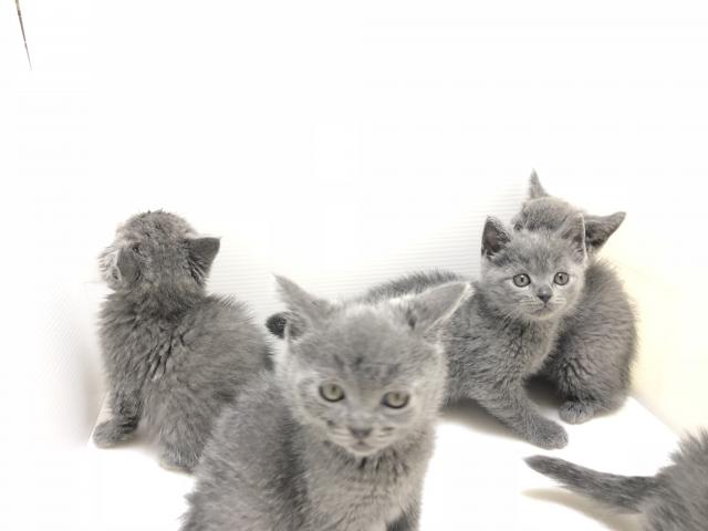 シャルトリュー(希少)