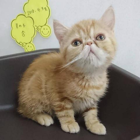 エキゾチックショートヘアー