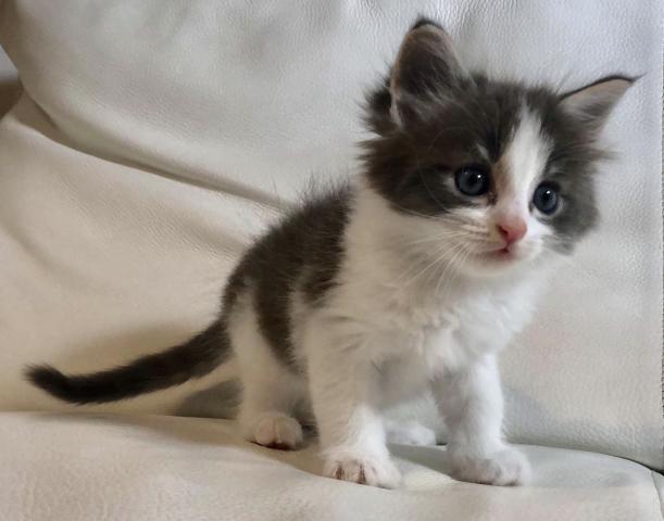 マンチカン【足長】