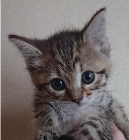 ミヌエット(旧ナポレオン)