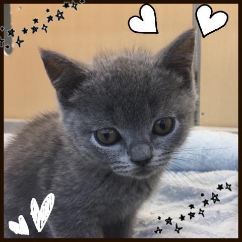 ブリティッシュショートヘア