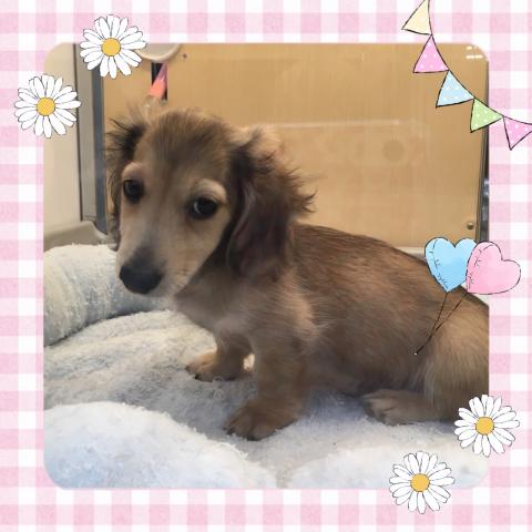 ミニチュアダックスフンド