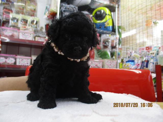 トイプードル