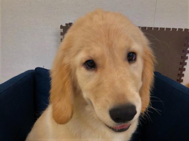 ゴールデンレトリーバー